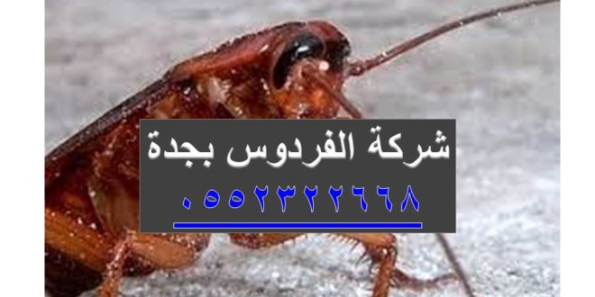 شركة مكافحة حشرات في جدة