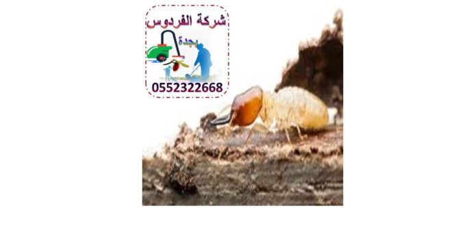 شركة ابادة النمل في جدة